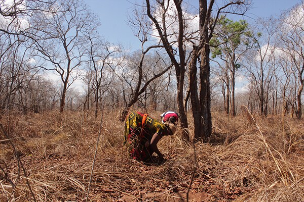 Person planting grenadilla saplings in a forest area in Tanzania.