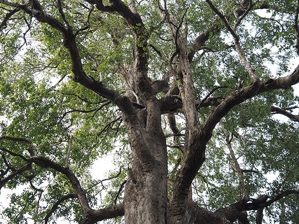 Le palissandre indien est un matériau essentiel pour les guitares acoustiques.