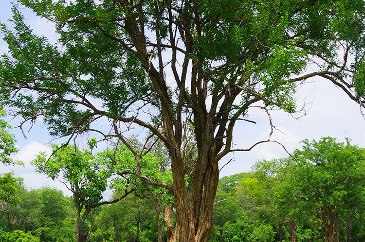 A large tree with woods in the back.